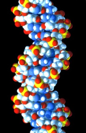 DNA-Molekül