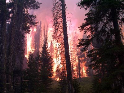 Waldbrand